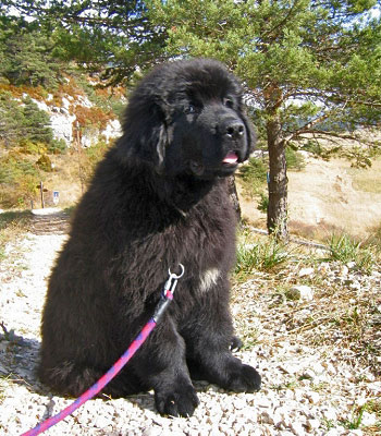 Cherokee &agrave; 4 mois