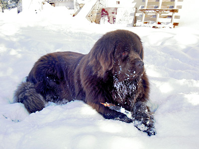 Drack &agrave; un an et demi
