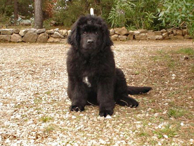 Elfea &agrave; 11 semaines