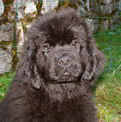 Funny Girl &agrave; 13 semaines