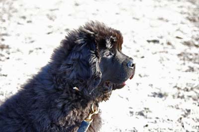 Ghost &agrave; 3 mois et demi