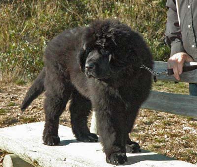 Grim &agrave; 3 mois et demi