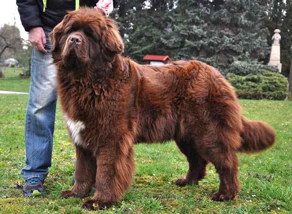 Ch. Darling Mia Queen Dannad