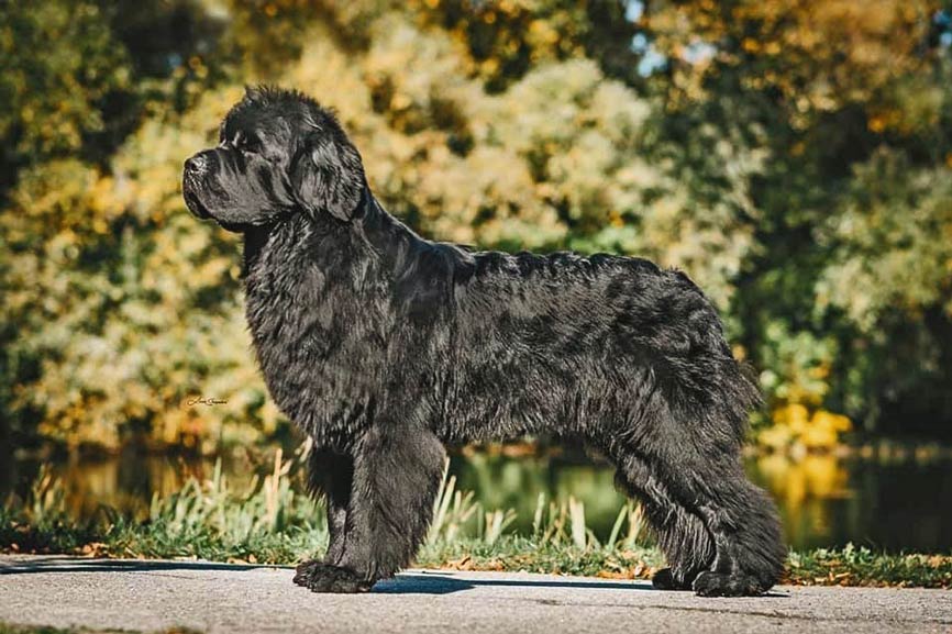 Ch. Apachee’s All Around Me