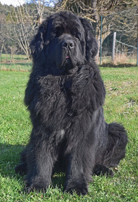 Ell Diablo Queen Dannad