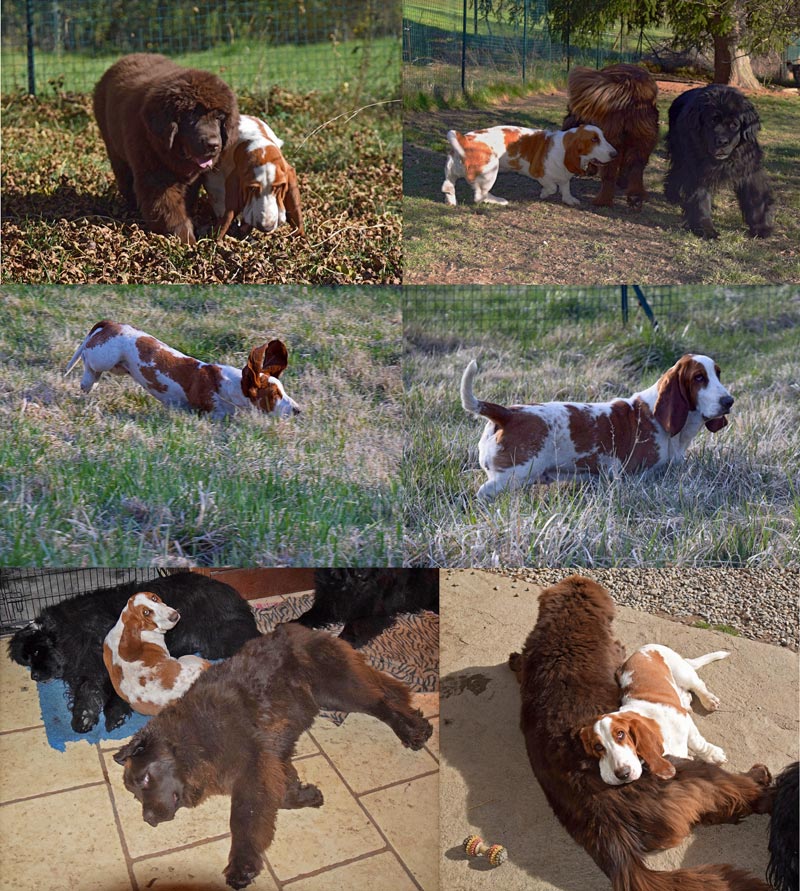 Tilia La Houndie de la Contrée du Milieu