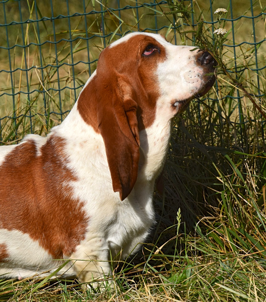Tilia, la Basset Hound