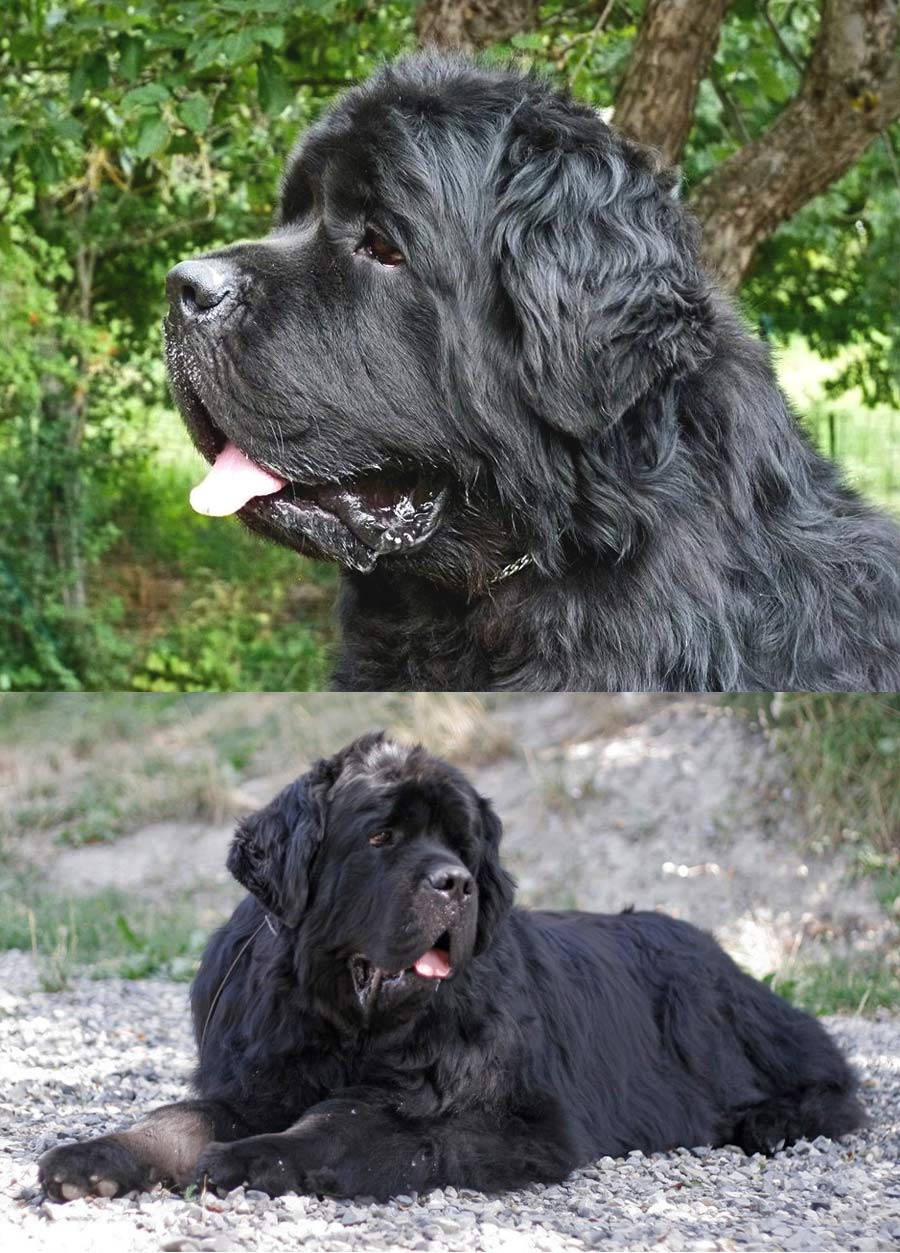 Friend of my Heart du haut Selvage