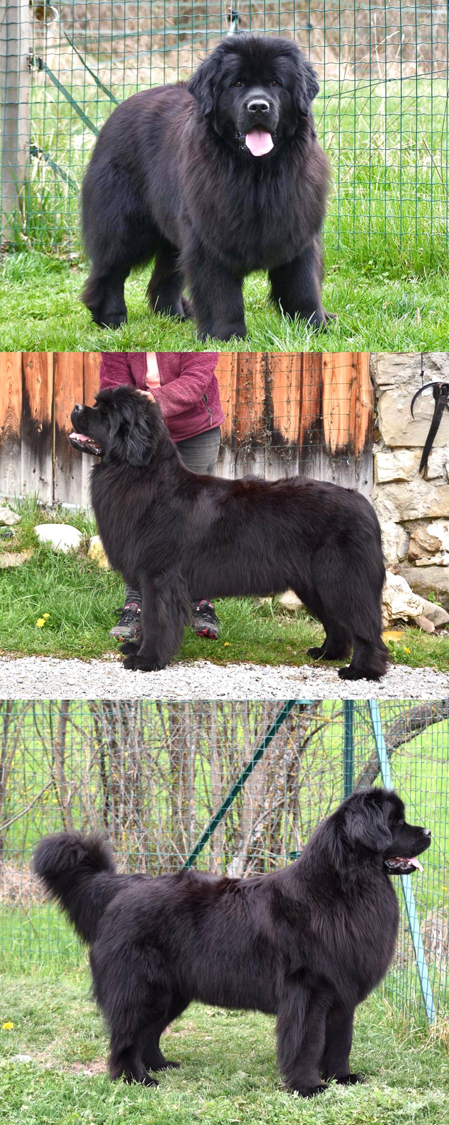 Lysistrata du haut Selvage