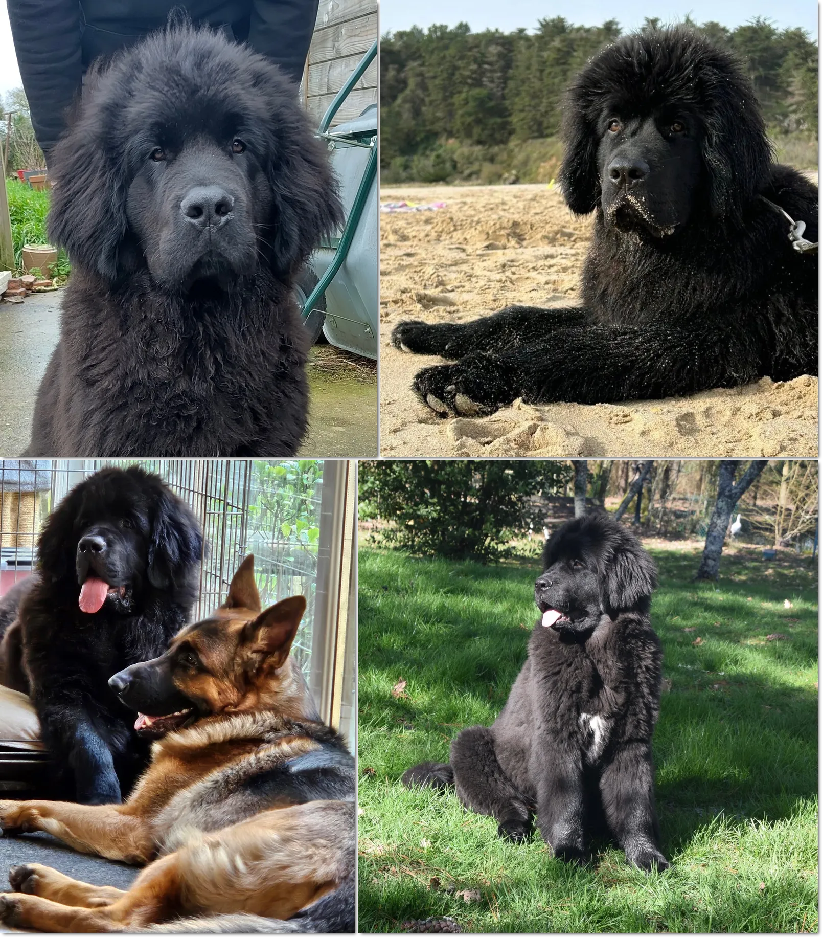 Aramis, Alfred, Arthus & son copain, et Ayla