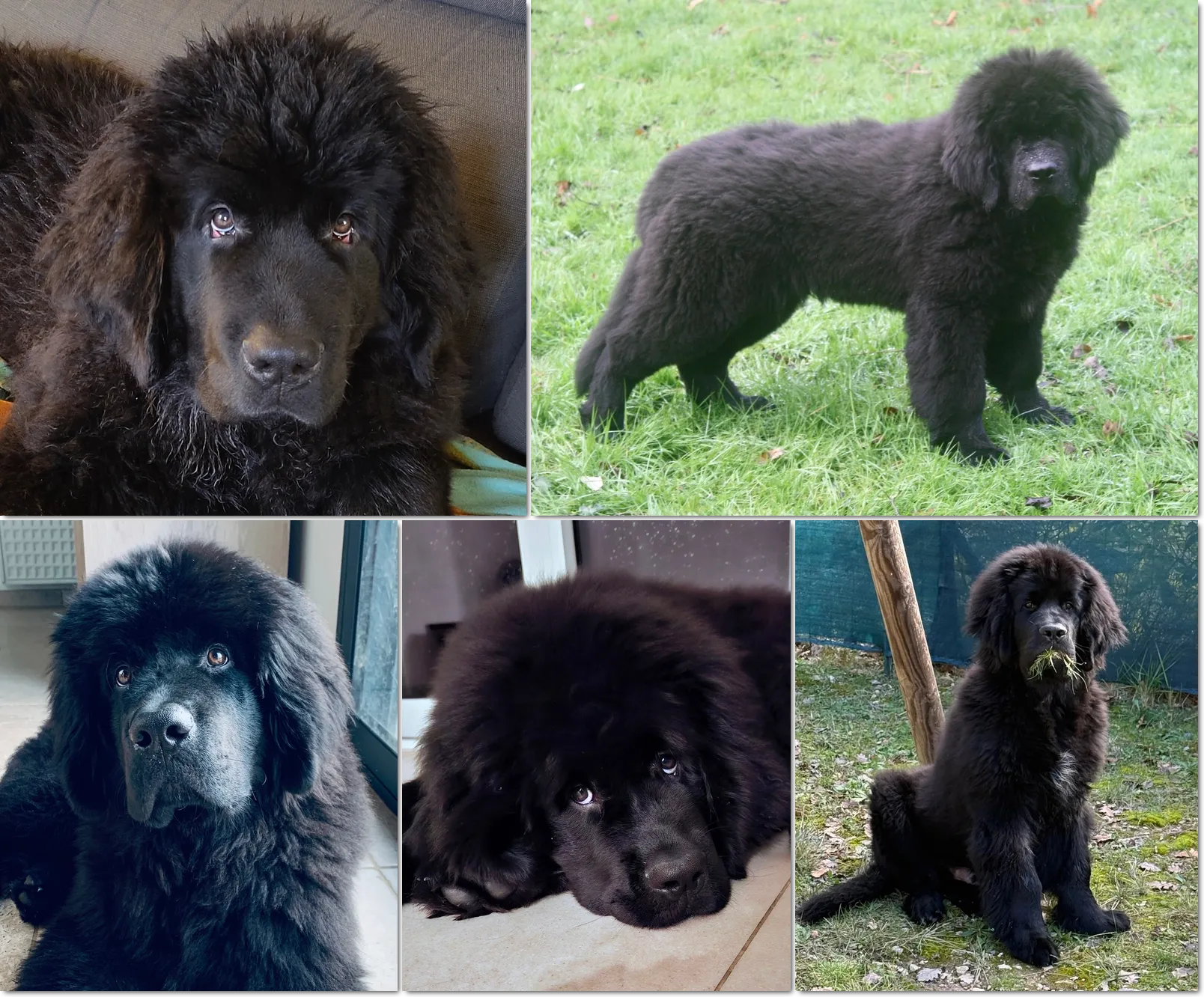 Aramis, Arthus, Alfred, Sientje et Archie