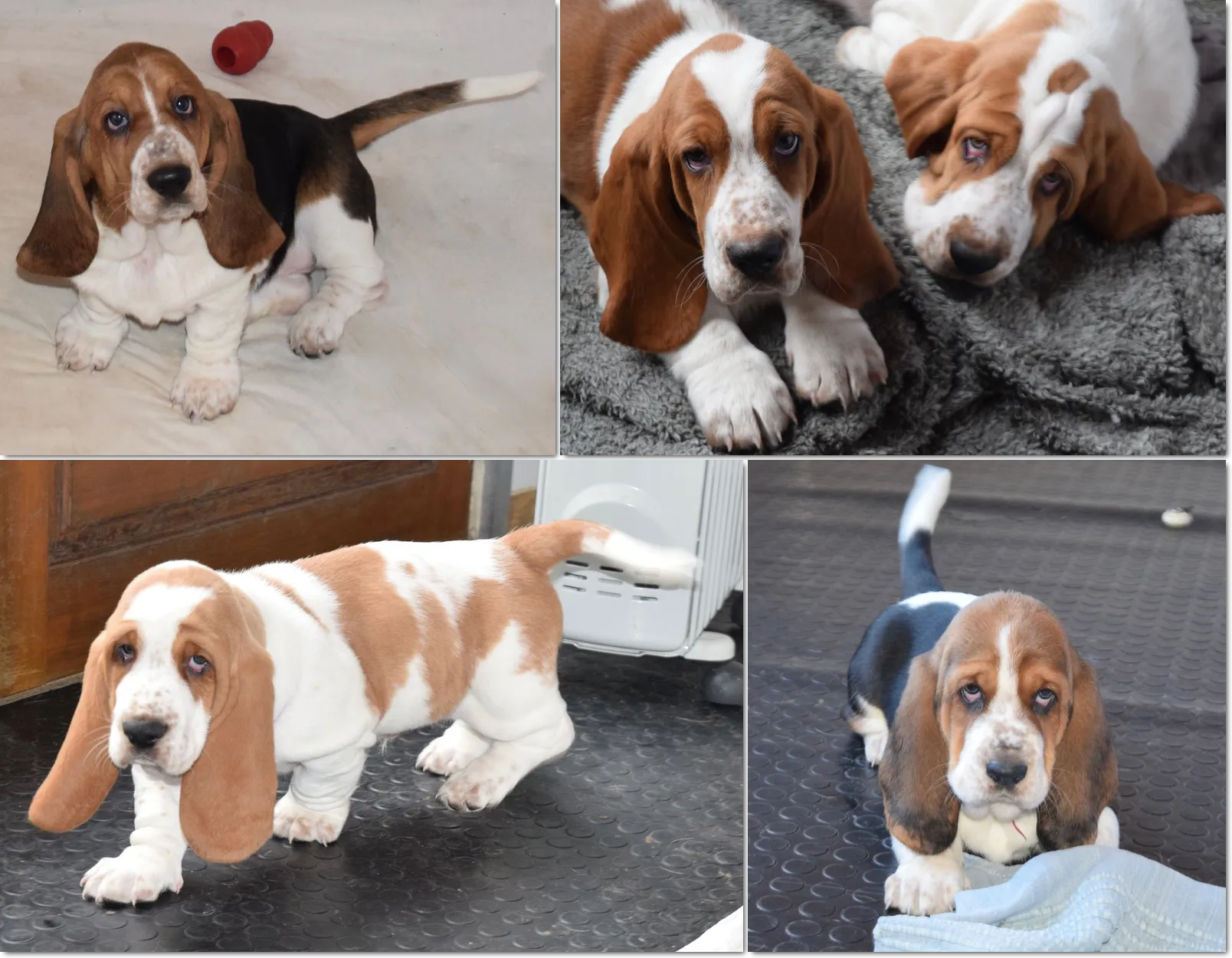 En attente de leurs futures familles