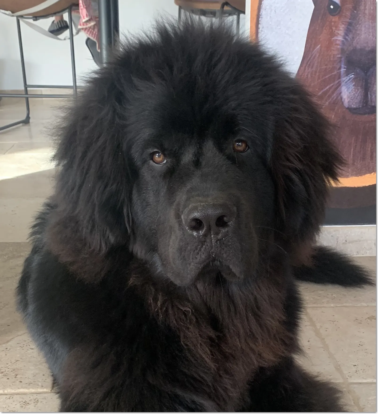 Alfred (7 mois)