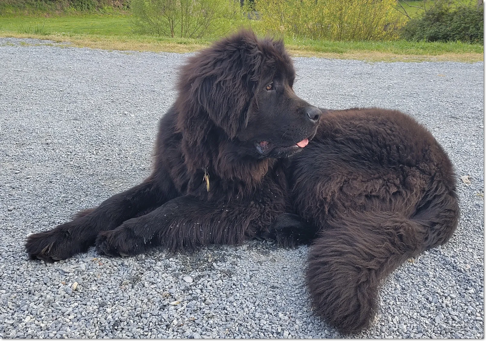 Aramis (7 mois, 50 kg)