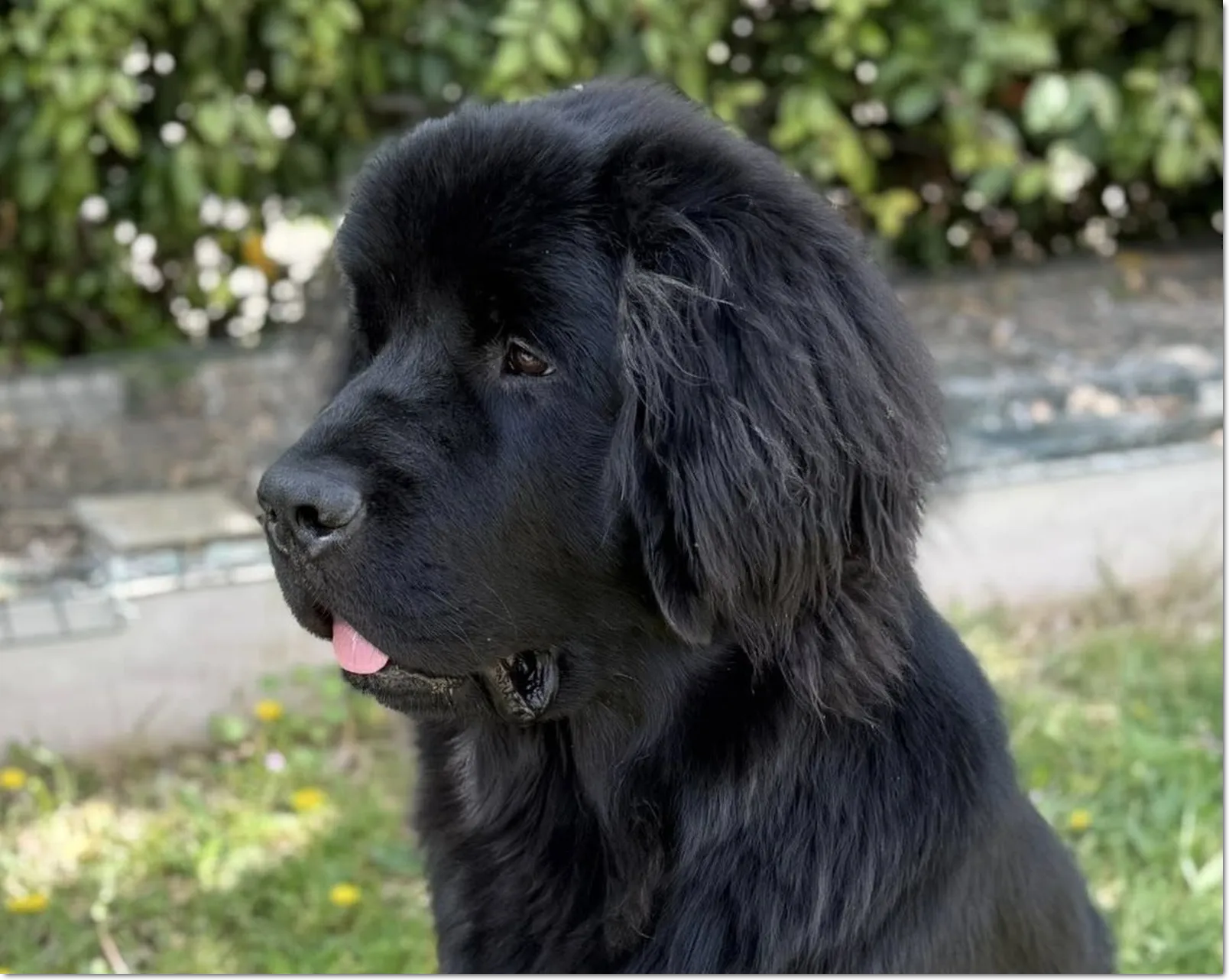 Archie (7,5 mois)